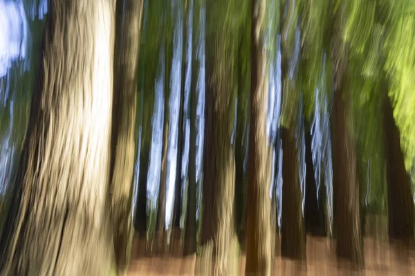Abstrakt Natur Bakgrund Skogen Höga Träd Och Spöklik Effekt — Stockfoto