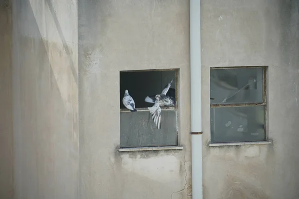 Old building wall with broken windows and downpipe and pigeons s Royalty Free Stock Images