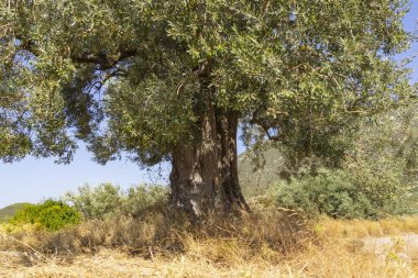 zeytin ağacı koru.