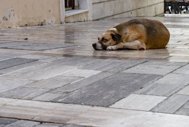 Şehir yolunda uyuyan köpek.