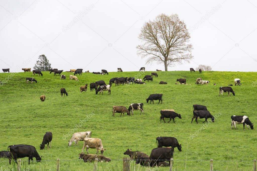 Herd of cows grazing in field