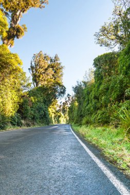 Taranaki bölgesindeki Yeni Zelanda doğal ormanı boyunca uzanan yol.
