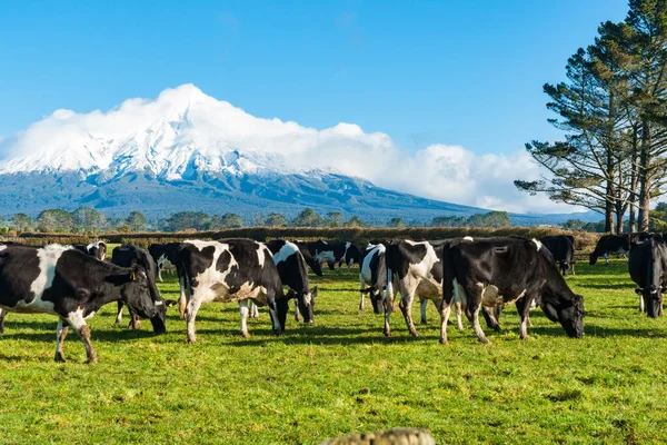 Rebaño Ganado Blanco Negro Pastando Por Debajo Del Pico Nevado — Foto de Stock