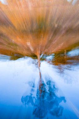 Mavi gölün kenarındaki ağaç suda baş aşağı yansır. Su bitkileri ise zum bulanıklığında bulanıklaşır..