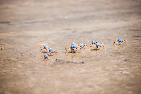 Cangrejos Soldados Fraser Island Queensland Australia — Foto de Stock