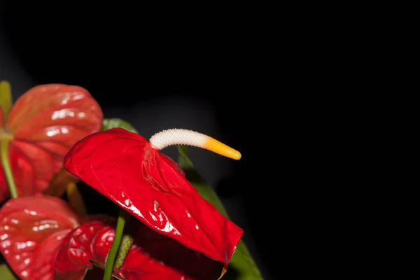 Velký Červený Anturiový Květ Bílou Žlutou Tyčinkou Izolované Černém Pozadí — Stock fotografie