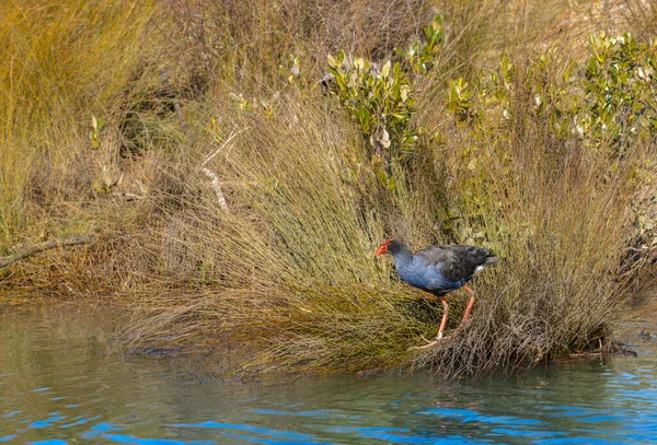 Găină Pukeko Sau Mlaștină Factura Roșie Furajând Stuf Marginea Apei — Fotografie, imagine de stoc