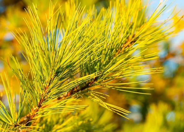 Pine tree branch and needles closeup bright green designer background