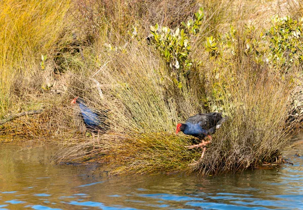 Ein Paar Pukeko Oder Sumpfhühner Mit Seinem Roten Schnabel Auf — Stockfoto