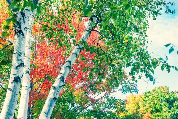 Heldere Witte Stammen Van Berken Tegen Briljante Herfst Gebladerte Kleuren — Stockfoto