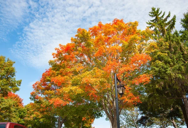 Brillante Herbstblattfarben Von Neuengland Herbst — Stockfoto