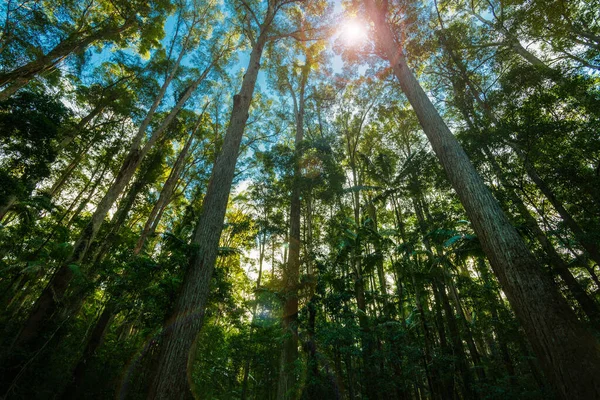 Alta Floresta Pinheiros Convergindo Efeito Retro Para Céu Com Chama — Fotografia de Stock