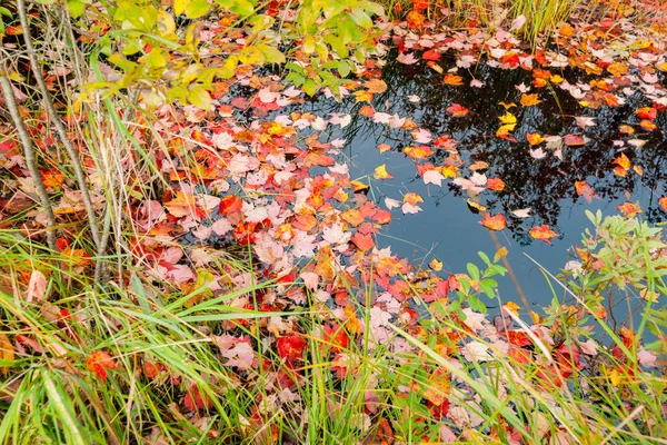 Leaves Dropped Floating Calm Small Pond Maine Usa Fall Scenes — Stock Photo, Image