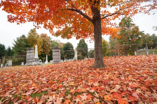 Brilliant Red Fall Leaf Drop Covering Ground Liquid Amber Tree — Stock Photo, Image