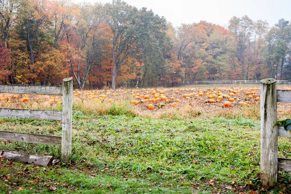 Field Ready Pick Pumkins Wooden Fence Misty Damp Autumn Day — Stock Photo, Image