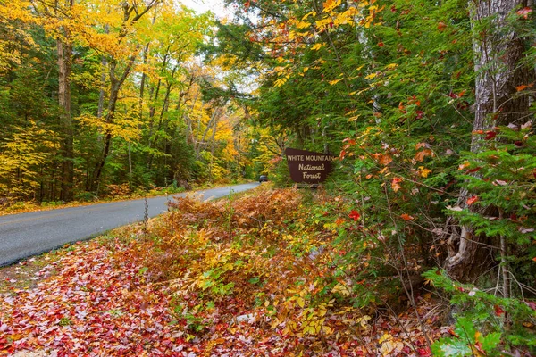Roadside Colorful Leaf Drop Road New England Colorful Forest Fall — Stock Photo, Image