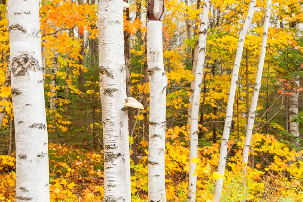 Malles Blanches Brillantes Couleurs Automne Brillantes Forêt Nouvelle Angleterre — Photo