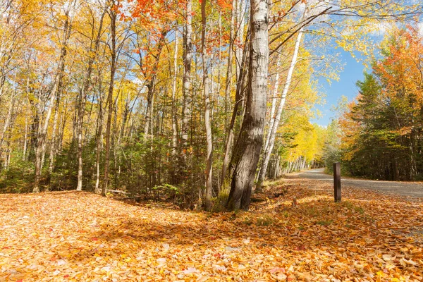 秋天穿过Umbagog国家森林的路 色彩艳丽 落叶斑斓 — 图库照片