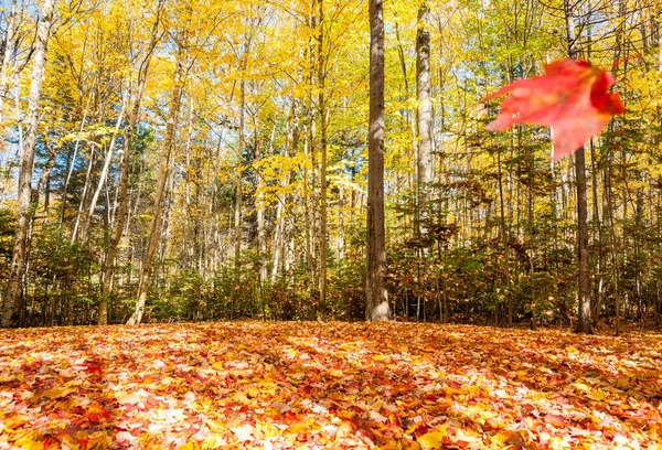 Schwere Und Bunte Blätter Fallen Auf Den Boden Unter Bäumen — Stockfoto