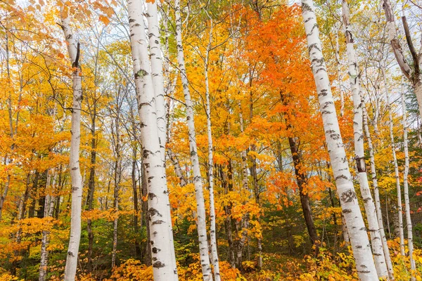 Troncos Brancos Brilhantes Cores Outono Brilhantes Floresta Nova Inglaterra — Fotografia de Stock