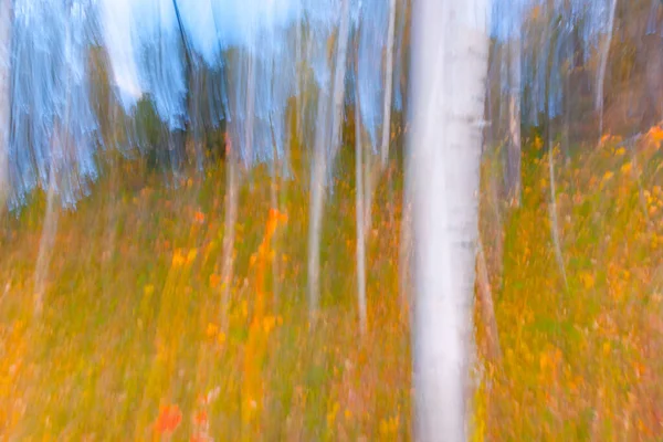 Vertical motion blur of forest impressionism background with strong white tree trunk.