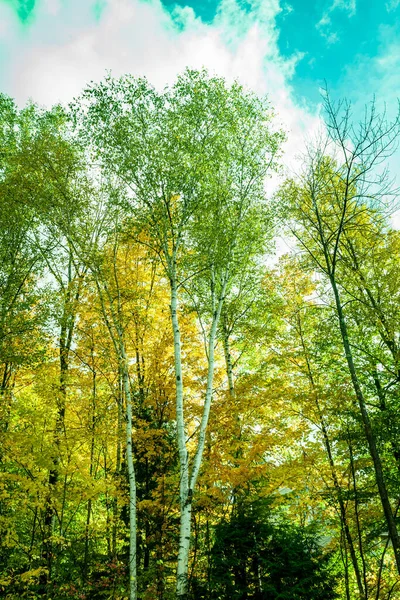 Retro Effect Towering Birch Trees New Hampshire Usa — Stockfoto