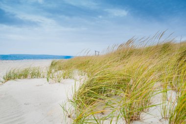 Marram otları New England sahillerinde rüzgârda esiyor.