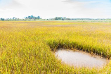 Martha 's Vineyard, Nerw England, ABD' deki Sengekontacket Gölü 'nün bataklıkları..
