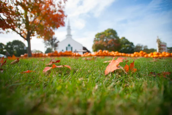 Background Defocused Pumpkin Patch Pumpkin Sale White Church — Stock Photo, Image