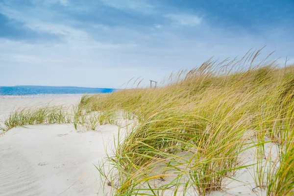 Marram grass blowing in wind on beach in coastal New England USA