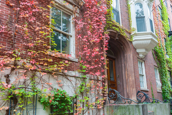 Victorian homes from street in Boston red brick exterior with Boston ivy in autumn colors draped down walls and around windows.