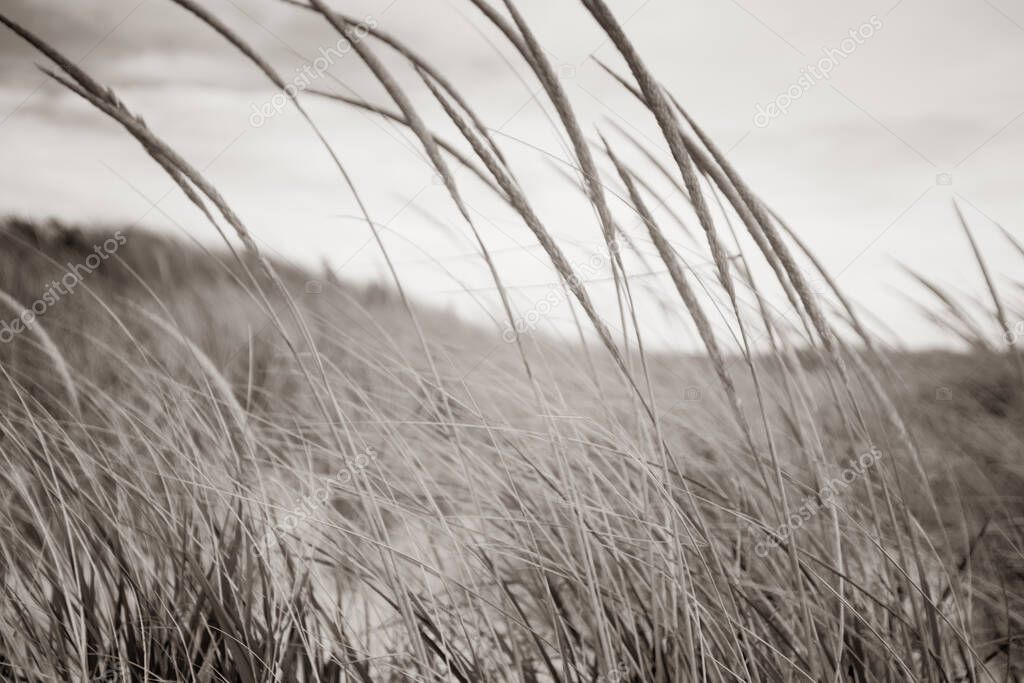 Abstract sepia toned  effect Marram grass blowing in wind on beach in coastal New England USA
