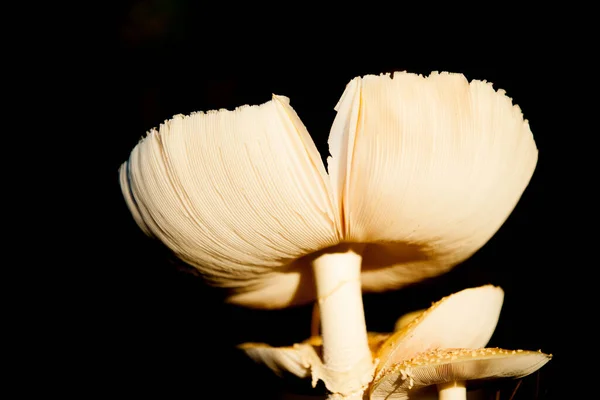 Mushroom Fungi Parasol Mushroom — Stock Photo, Image