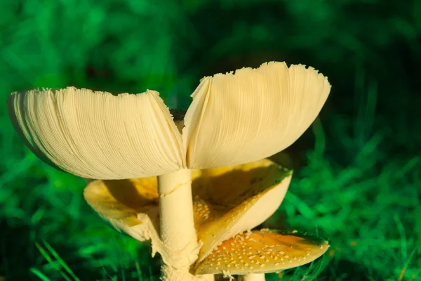 Mushroom Fungi Parasol Mushroom — Stock Photo, Image