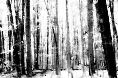 ABD 'nin New England kırsalında sonbahar ormanı sahnesi.