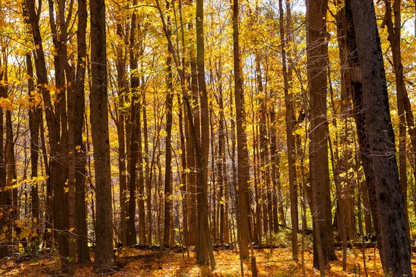 美国新英格兰农村小径上的秋天森林景象 — 图库照片
