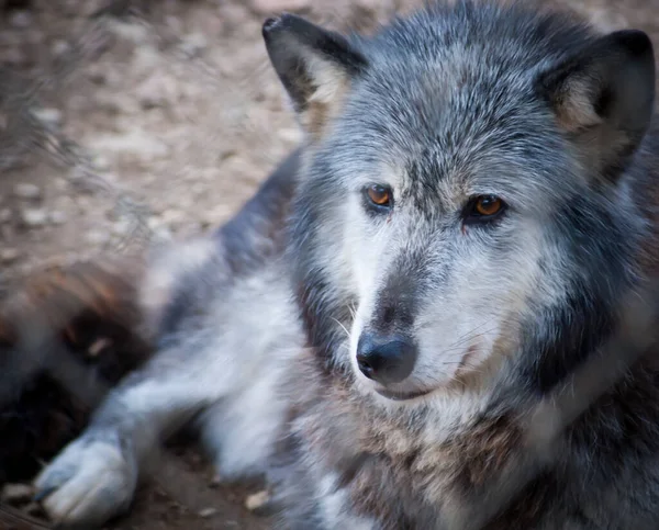 Grey White Wolf Portrait Closeup Golden Eyes Stunning — Stock Photo, Image