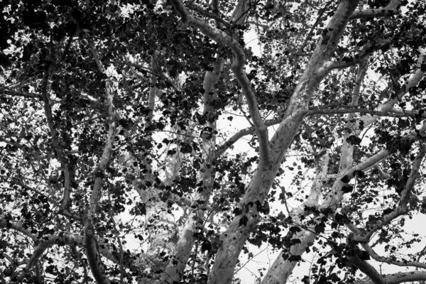 Вид Через Тангенс Гілок Березі Або Букового Великого Дерева Білою — стокове фото