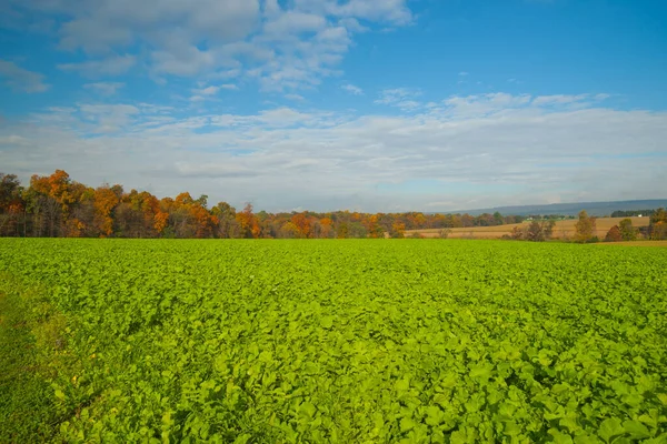 Ampio Paesaggio Campi Verdi Circondati Alberi Colorati Autunnali Con Coltivazione — Foto Stock