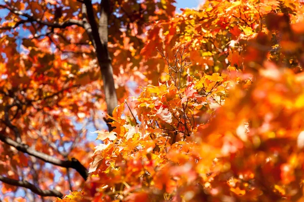 Hösten Färger Löv Flytande Bärnsten Träd Selektivt Fokus Bildcentrum Full — Stockfoto