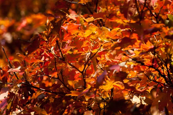 Sıvı Kehribar Ağacının Sonbahar Renk Yaprakları Tam Çerçeve Arkaplanındaki Resim — Stok fotoğraf