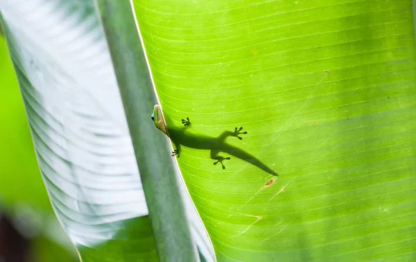 Petite Tête Verte Gecko Sur Bord Feuille Tropicale Avec Corps — Photo