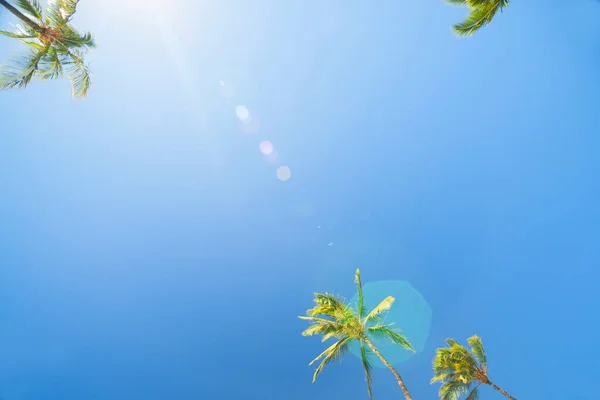 Trópusi Sziget Paradicsom Hullámzó Pálmafákkal Körülvevő Kék Napos Lencse Fáklya — Stock Fotó