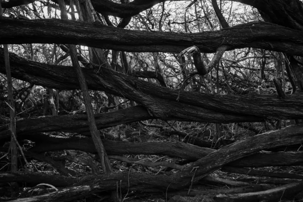 Černobílý Abstraktní Mrtvý Strom Ležící Vodorovně Přední Zamotané Nepořádek Suchých — Stock fotografie