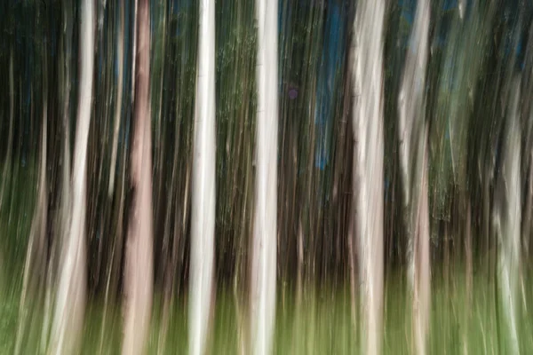 Grands Arbres Sur Côte Hamakua Plantation Eucalyptus Foresterie — Photo
