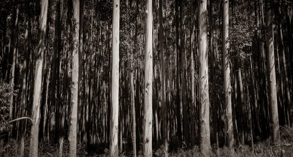 Höga Träd Hamakuakusten Eukalyptus Trädplantering Skogsbruk Monokrom Effekt — Stockfoto