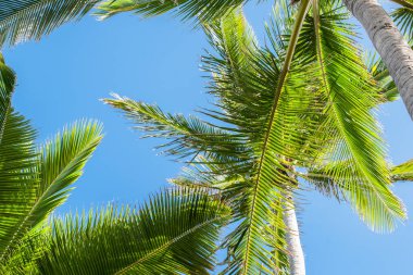 Tropikal mavi gökyüzüne karşı palmiye yaprakları.