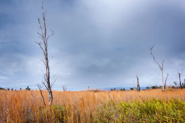 Abgestorbener Baum Dramatischem Feuchtgebiet — Stockfoto