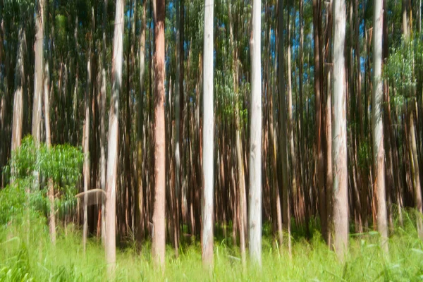 Höga Träd Hamakuakusten Eukalyptus Trädplantering Skogsbruk — Stockfoto