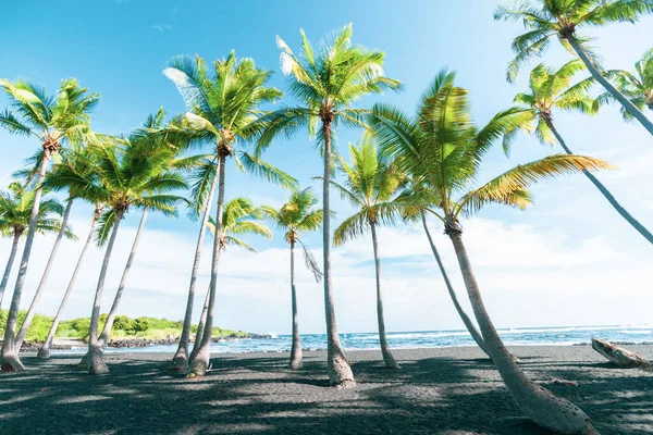 Grove Tropiska Kokospalmer Stranden Idyllisk Scen — Stockfoto